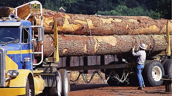 FSC森林認(rèn)證審核的效益主要表現(xiàn)在哪些方面？